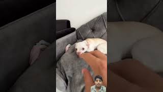 chihuahua puppy pets funny mreviatar [upl. by Anwat]