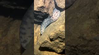 Choral trout in crystal cleer water in the coral sea spearfishing fyp fishing pearl fish [upl. by Hubble]