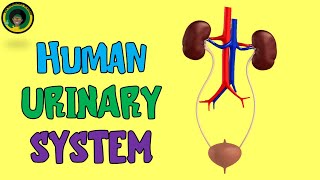 The Urinary System  Systems of the Human Body  Learn about the Human Body [upl. by Sucrad]