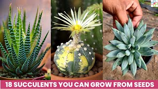 18 Succulents You Can Grow From Seeds [upl. by Haimerej]