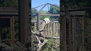 Kalebassen im eigenen Garten anbauenDer Flaschenkürbis ist eine der ältesten Nutzpflanzen [upl. by Anneirda]