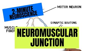 2Minute Neuroscience Neuromuscular Junction [upl. by Dimond]