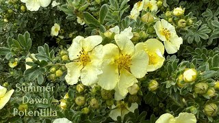 My Potentillas Are Thriving After Pruning  Watch to see how they reacted [upl. by Linell143]