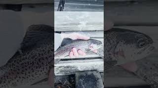 Trout fishing edit edit fishing bored fish hockey fyp [upl. by Kezer]