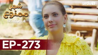 ShajareMamnu  Episode 273  Turkish Drama  Forbidden Fruit  Urdu Dubbing  27 December 2021 [upl. by Cedar]