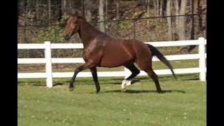 ILSA KWPN BROODMARE [upl. by Ingamar]