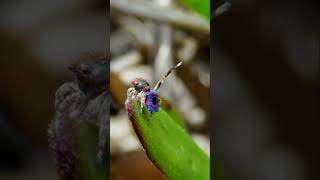 Peacock Spider Mating Dance [upl. by Nyved]