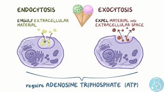 endocytose et exocytose [upl. by Llenoj]