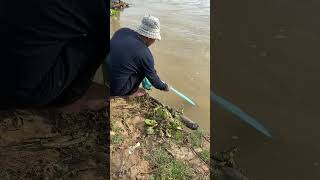 Rural fishing using cast net  Nimitt Fishing video Ep82 shorts fishing outdoors reels [upl. by Gerfen930]