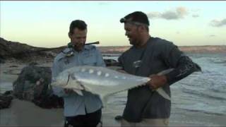 Insane Queenfish off the beach in Oman [upl. by Anelak]