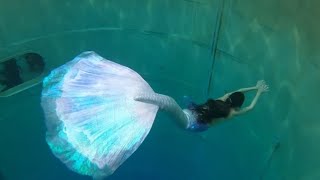 Real mermaid tail extended betta fish [upl. by Ynnor192]