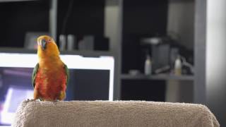 Jenday Conure Dancing to Billy Jean [upl. by Assyla]