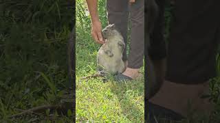 Jutía o Jutía Conga cubana🇨🇺🇨🇺animals nature [upl. by Nollek]