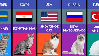 Cat Breeds From Different Countries Comparison [upl. by Tersina]