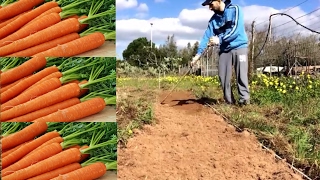 Coltivare le Carote preparazione terreno fertilizzazione e semina [upl. by Nylarac566]