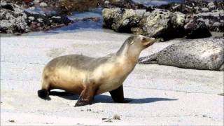 A Few Differences Between Harbor Seals and Sea Lions [upl. by Llahsram126]