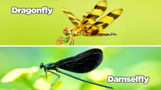 Dragonfly vs Damselfly  AskMDC [upl. by Qidas]