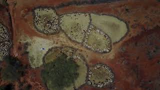 Aerial view of cows suffering from the drought in fences Oromia Ethiopia [upl. by Laurella]