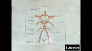 Arterial Blood Supply to the Brain [upl. by Atoiyanap]