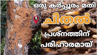 ചിതൽ എന്ന വലിയ ഒരു പ്രശ്നം ഇത് മൂലം പരിഹരിക്കാം  chithal pokan malayalam  chithaline thurathan [upl. by Dicks]