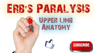 Brachial plexus injury Erbs Paralysis upperlimbanatomy anatomy mbbs erbsparalysis [upl. by Ellegna]