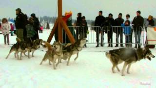 Les Fourgs  Chiens de traîneaux  Midistance  Championnat de France [upl. by Hirz]