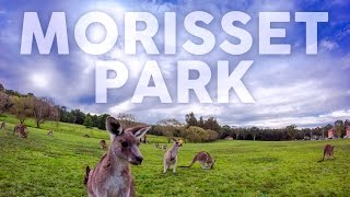 MORISSET PARK AU [upl. by Ibok]