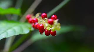 Wild Fruit  Rivina humilis  Blood Berry  Pigeon Berry  No Copyright Video [upl. by Mareah]