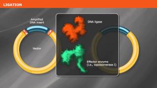 Overview of PCR Cloning [upl. by Newo170]