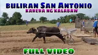 full video Buliran San Antonio nueva ecija karera ng kalabaw 2024 [upl. by Kenlay]