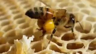 This is how bees make honey [upl. by Ayhtnic]