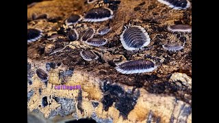 Porcellio werneri isopods w info  care sheet [upl. by Goulette]