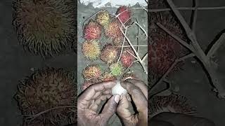 Lets eat tasty rambutan fruit Nephelium lappaceum shorts [upl. by Toh]