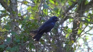 Blue Bunting male Weslaco Texas [upl. by Gretta451]