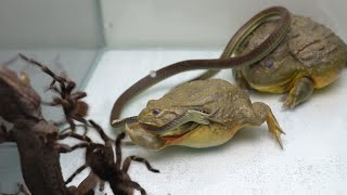 Rumble  Bullfrogs vs Gecko vs Snake vs Tarantulas  Warning Live Feeding [upl. by Kerred]