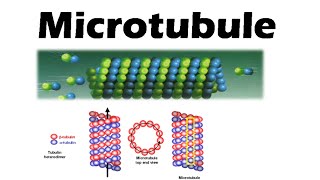 Microtubules and microfilaments  assembly and function [upl. by Maressa550]