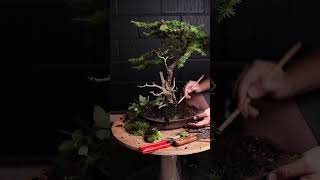 Treating a larch bonsai for depression bonsai [upl. by Ycnaf]