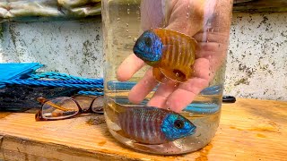 Breeder Selection ••• German Red Peacock Cichlid ••• [upl. by Nylikcaj555]