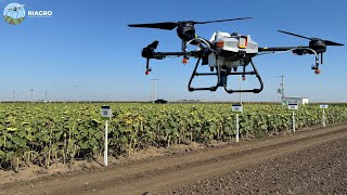 ZERO ingrasaminte CHIMICE 2025  Rapita grau si orz SuELLEN  DJI si DroneAgricoleRiagro [upl. by Naldo]