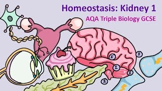 GCSE Science Biology AQA  Homeostasis The Kidney Part 1 [upl. by Radek31]