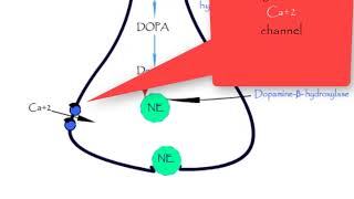 Norepinephrine synthesis storage release reuptake metabolismepinephrine Dopamine Adrenergic [upl. by Yarg22]