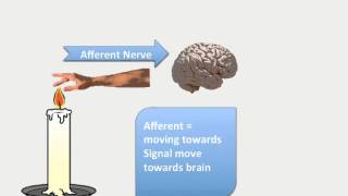 Difference between Afferent and Efferent Nerve [upl. by Jagir]