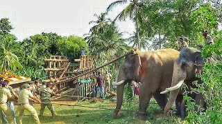 Capturing killer elephant that took the life of 7 people Attappadi Kerala [upl. by Tatia]