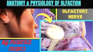 Olfactory System  Anatomy amp Physiology of Smell  Olfactory Nerve  Sense of Smell [upl. by Peh296]