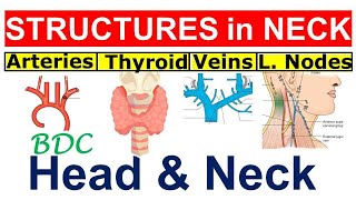 Chp8  Structures in Neck  Thyroid Thymus Arteries Veins Lymphatics amp Nerves in Neck  BDC Vol3 [upl. by Ahsuat228]