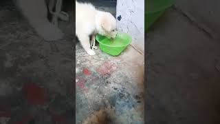 Tiger ka puppy uski tarha hi hota ja raha hai funny viralvideo viralshorts 3movie [upl. by Anjali]