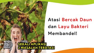 Atasi Bercak Daun dan Layu Bakteri Membandel [upl. by Schnur649]