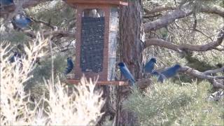 Pinyon Jays Coaldale CO [upl. by Nylrac798]