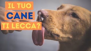 Il Tuo Cane Ti Lecca  Ecco Cosa Vuol Dire [upl. by Giark]