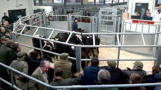 Kivells Holsworthy Livestock Market 13012016 [upl. by Royce]